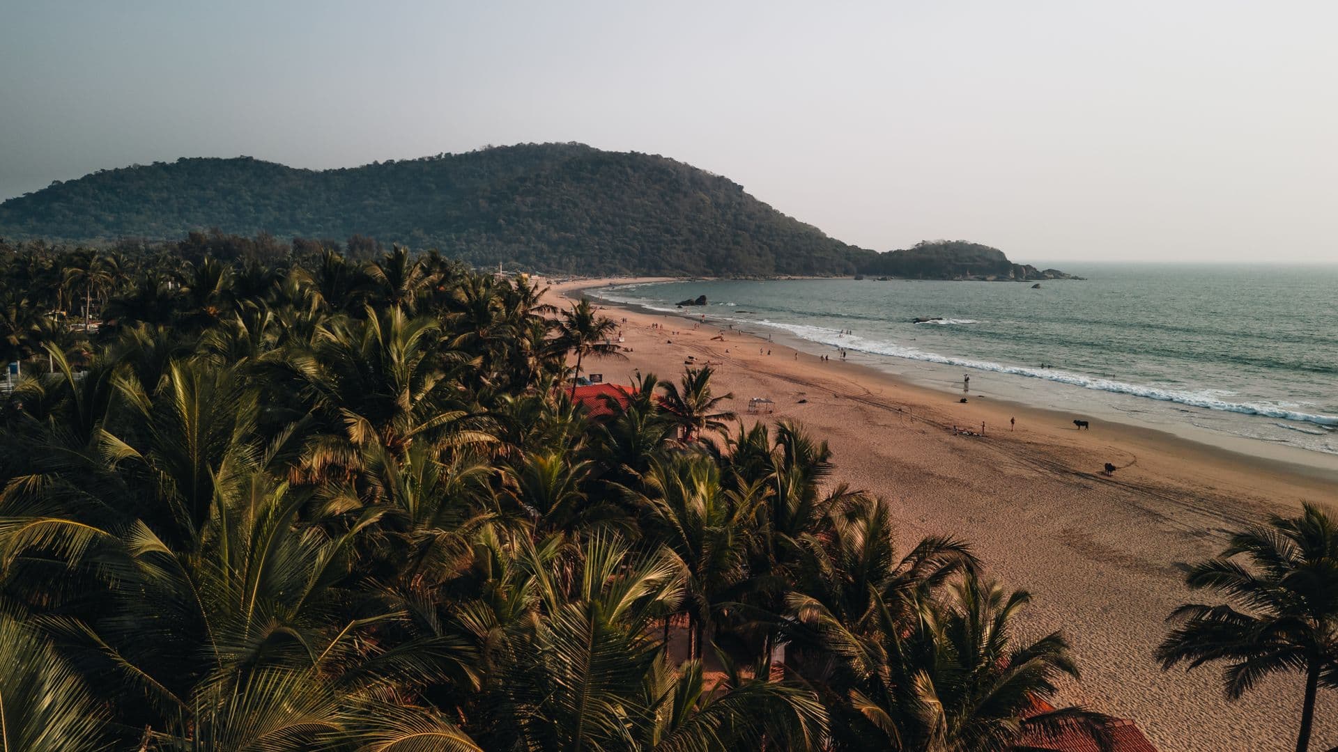 Goa palms and beach